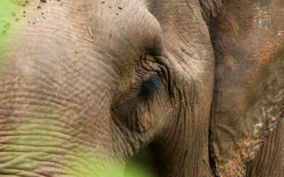 BEES SANCTUARY A CHIANG MAI , UN SANCTUAIRE ETHIQUE POUR LES ELEPHANTS
