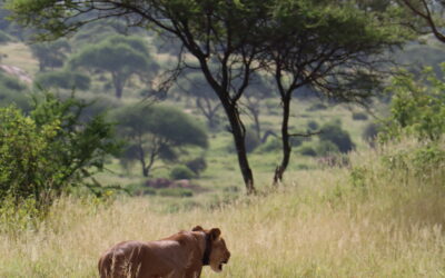 VOYAGER DE FACON ETHIQUE ENVERS LES ANIMAUX SAUVAGES EN FRANCE ET A L’AUTRE BOUT DU MONDE
