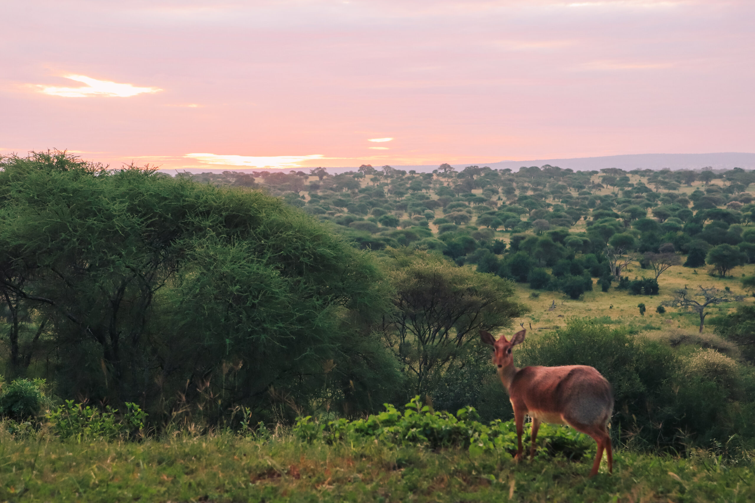 dik dik leve soleil